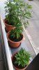 20170707_061948.jpg