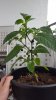 20170723_112731.jpg