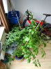 IMG_20170801_160427.jpg