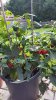 20170910_161915-345x613.jpg