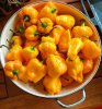 Scotch Bonnet 03.jpg
