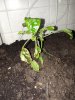 IMG_20171017_120145.jpg
