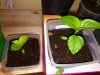 2018-03-07 20.46.17.jpg