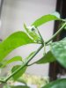 IMG_20180315_171201_335.jpg