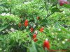 163_cap_872_frucht_18_03_2018_ok.jpg