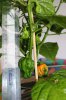 2018_06_12_Scotch Bonnet Trinidad Red.JPG
