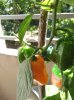 IMG_20180708_143357.jpg