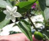 Blüte 6.jpg
