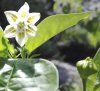 Blüte 7.jpg