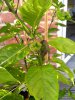 IMG_20180812_194936290.jpg