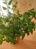 IMG_20190227_150858.jpg