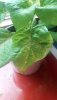 IMG-20190508-WA0013.jpeg
