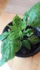 IMG-20190508-WA0023.jpeg