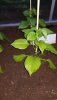 IMG-20190520-WA0035.jpeg