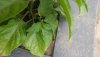 20190606_155129.jpg
