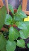 20190617_183938.jpg