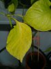 IMG_20190622_180600.jpg