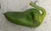 frasschili.jpg