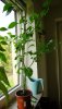 191025 Chilis 001_1500s.jpg