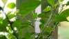 191025 Chilis 002_1500s.jpg