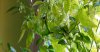 191025 Chilis 003crop1500s.jpg