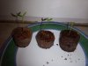 IMG_20200118_074640_4.jpg