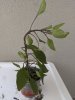 MVIMG_20200519_124845.jpg