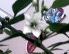 Chilitopf Blüte.jpg