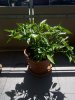 IMG_20200723_135847.jpg
