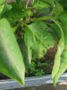 Peperoni Blatt.jpg