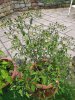 IMG_20200926_182251.jpg