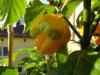 DSC04159.JPG