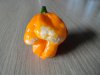 DSC04223.JPG