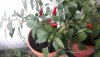 20200906_094638.jpg