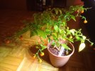 IMG_20210301_191511995.jpg