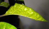 OL_blatt-oedem-1.jpg