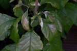 DSC07860.jpg