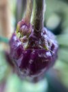 IMG_5621.jpeg