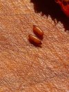 57 - Parasiten.jpg