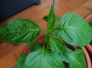 DSC_1824.JPG