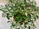IMG_2258.jpeg