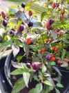 PrettyinPuple Frucht.jpg