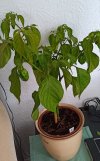 Chili Nr 1.jpg