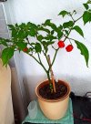 Chili Reste der schönen Unbekanntenzum Überwinter.jpg