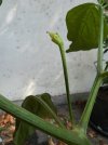 IMG_2303.jpeg