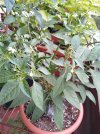 nadelchili_23072023.jpg