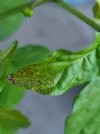 Befall-Pflanze-3.jpg