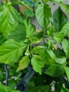 Befall-Pflanze-4.jpg