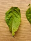 Befall-Blatt-1.jpg
