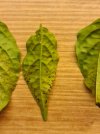 Befall-Blatt-2.jpg